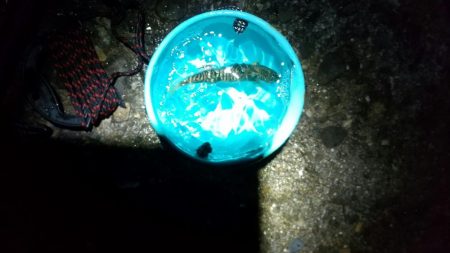 サバ トップゲーム☆