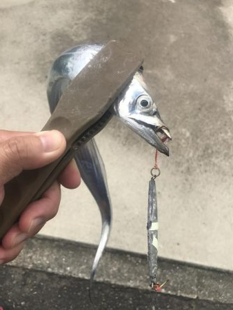 朝マズメの太刀魚釣り