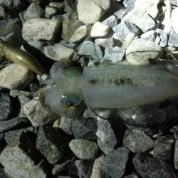 アオリイカ新子も育ってきました