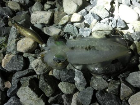 アオリイカ新子も育ってきました