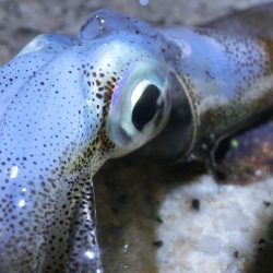 まだサイズが小さい