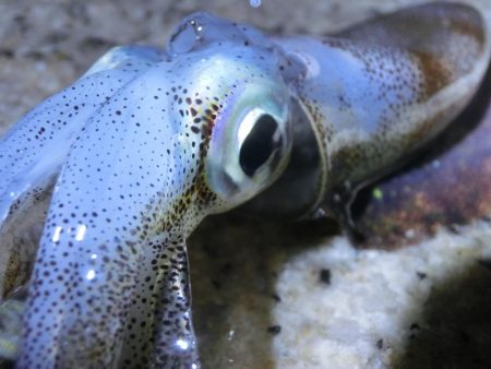 まだサイズが小さい