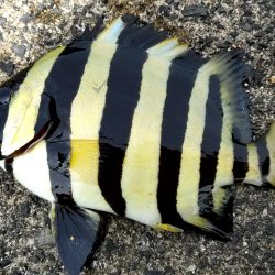 小物ばかりです