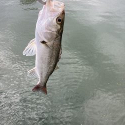 たまたま時合いかな?