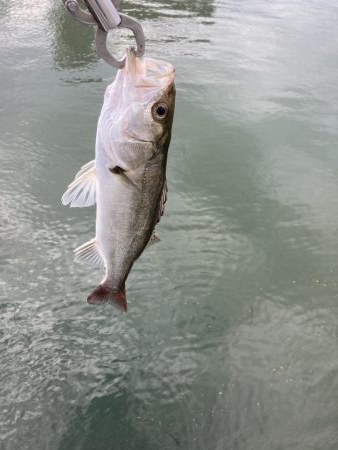 たまたま時合いかな?