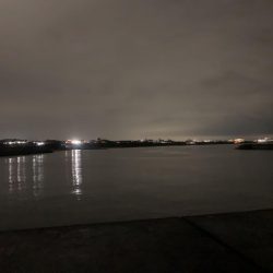 ケンサキイカ②