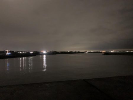 ケンサキイカ②