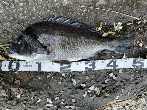 イチノ兄弟、釣果!