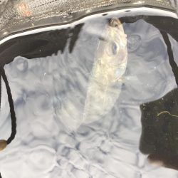 ファミリーフィッシング3