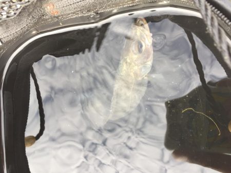 ファミリーフィッシング3