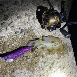 アオリ新子釣れました(*^^*)