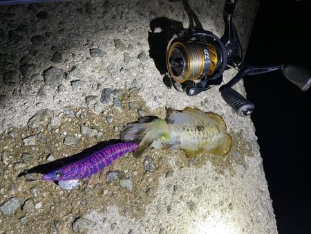 アオリ新子釣れました(*^^*)