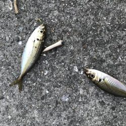 うりぼうたらけその２