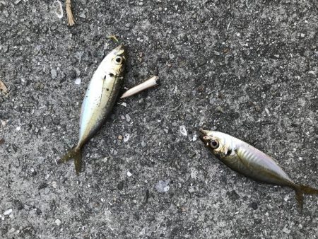 うりぼうたらけその２