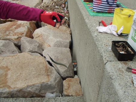 やっとサヨリが釣れた！楽しい！