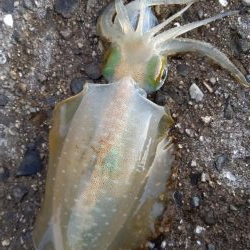 TEAMゲッソー調査隊