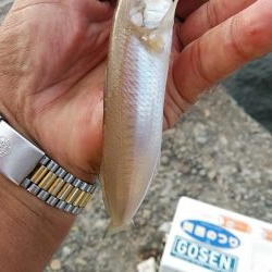 今日も買い物待ち釣行