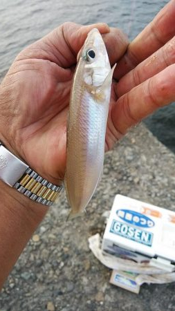 今日も買い物待ち釣行