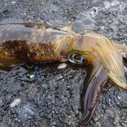 アタリが分かるようになってきました。