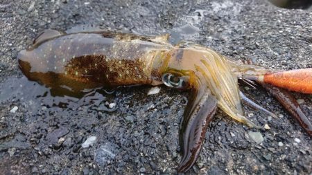 アタリが分かるようになってきました。