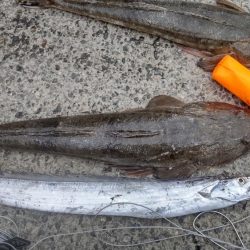 モンスター 広島 豊島 その他餌釣り カンダイ 陸っぱり 釣り 魚釣り 釣果情報サイト カンパリ