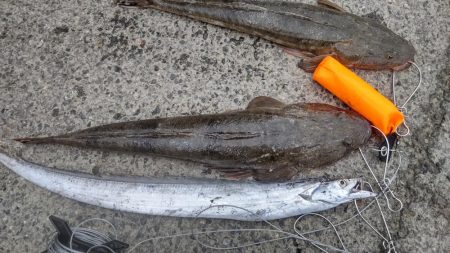 朝マヅメ　マゴチと太刀魚