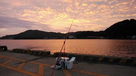 津居山漁港のキス調査