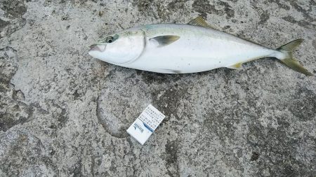 播磨新島のキス調査