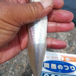 活性が下がった新島釣行のキス