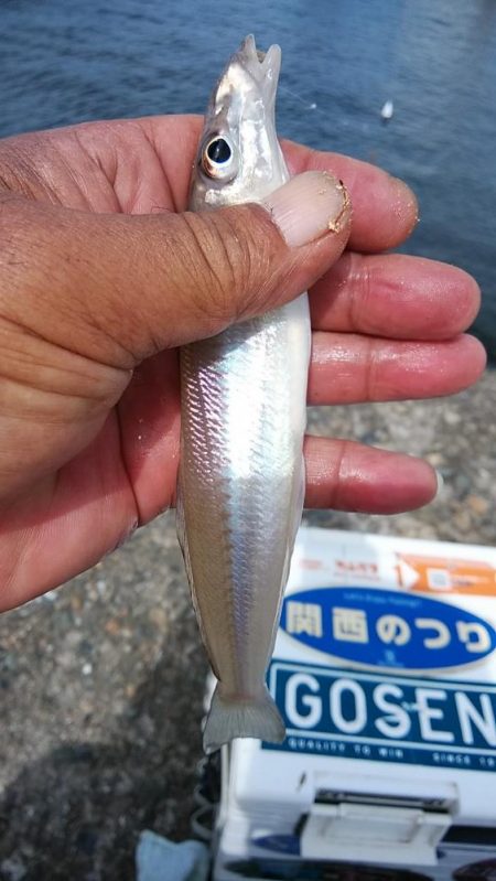 活性が下がった新島釣行のキス