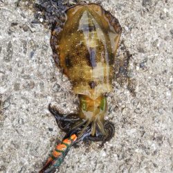 アオリイカ新子調査