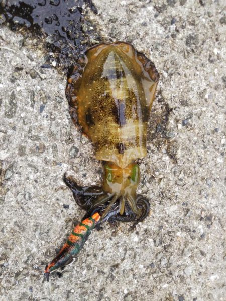 アオリイカ新子調査