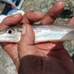 高砂港のキス調査