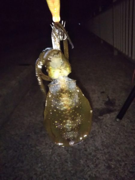 アオリイカ新子調査Ⅲ