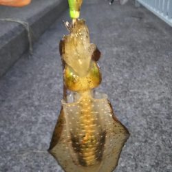 アオリイカ新子調査Ⅳ