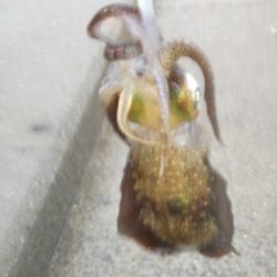 アオリイカ新子調査Ⅴ