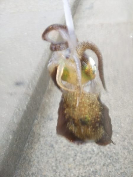 アオリイカ新子調査Ⅴ