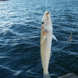 播磨新島のキス調査