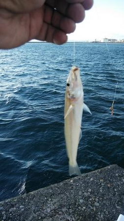 播磨新島のキス調査