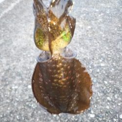 アオリイカ新子調査Ⅵ