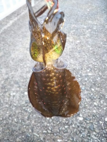 アオリイカ新子調査Ⅵ