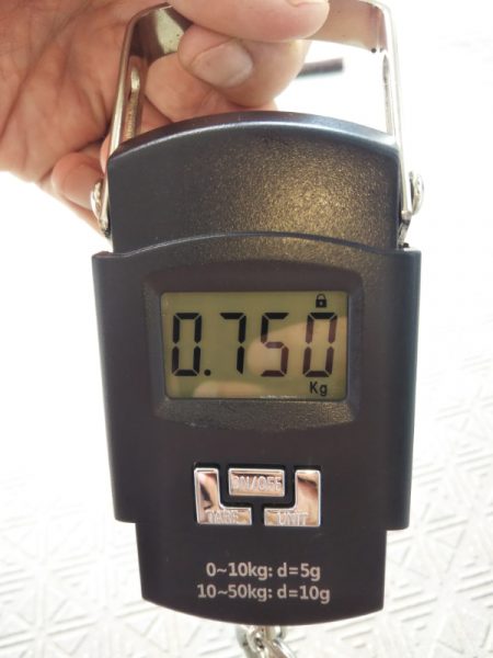 久しぶりの親アオリ