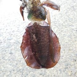 アオリイカ新子調査Ⅶ