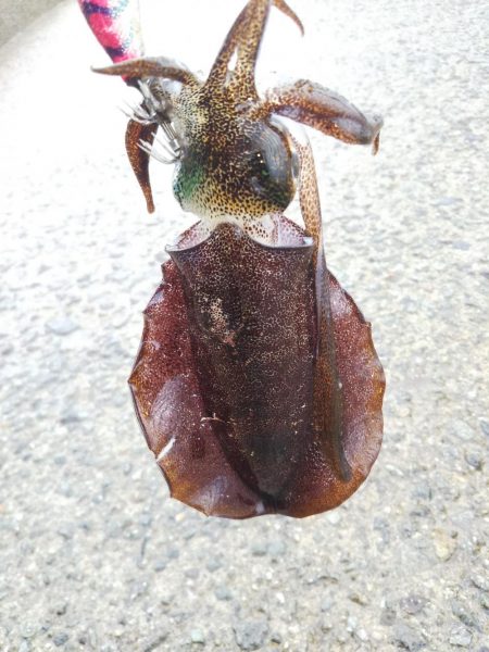 アオリイカ新子調査Ⅶ