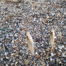 チョイ投げのキス釣りで95匹の大漁