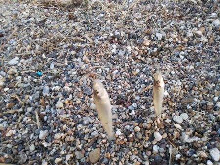 チョイ投げのキス釣りで95匹の大漁