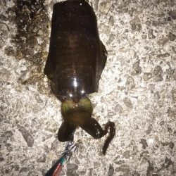 久しぶりのコウイカ