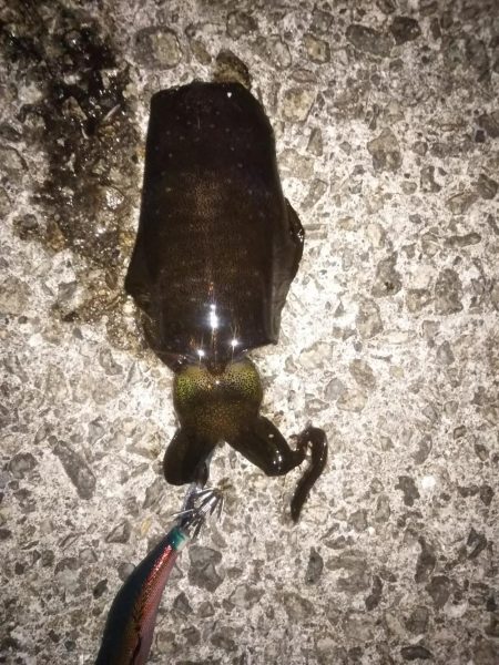 久しぶりのコウイカ