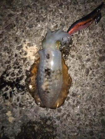 新子も大きくなってきています