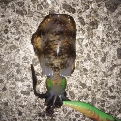 まだ小さい新子もいます